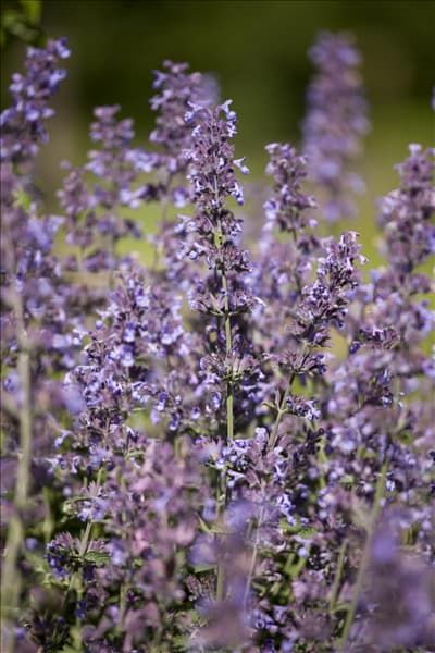 Salvia nemorosa