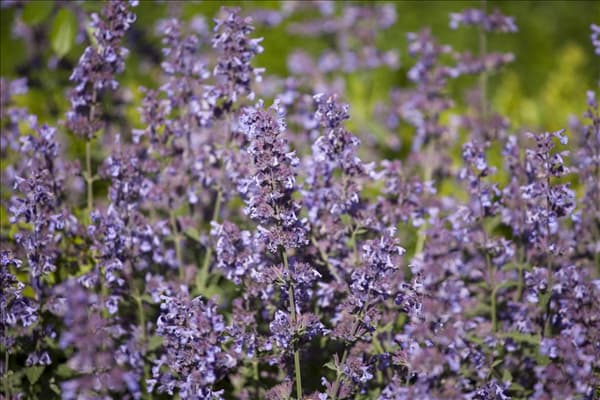 Salvia nemorosa