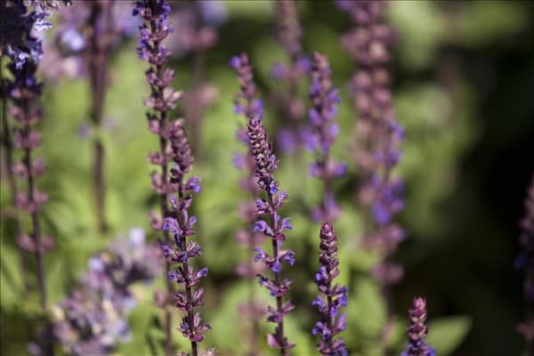 Salvia nemorosa