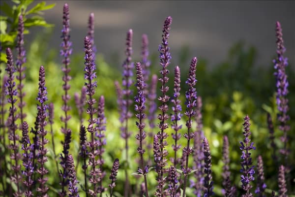 Salvia nemorosa