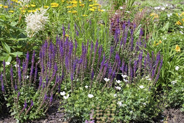 Salvia nemorosa