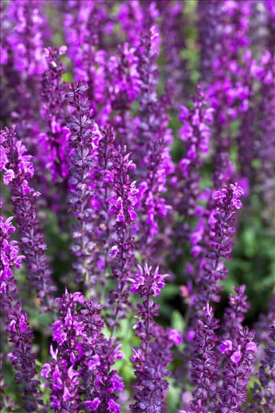 Salvia nemorosa