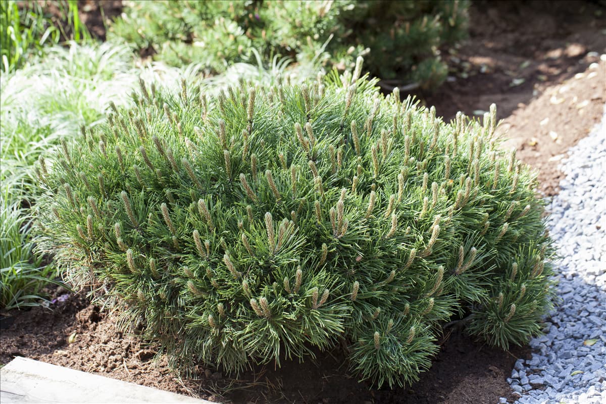 Pinus mugo var. pumilio