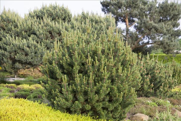 Pinus mugo var. pumilio