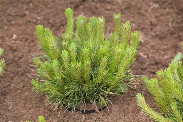 Pinus mugo var. pumilio