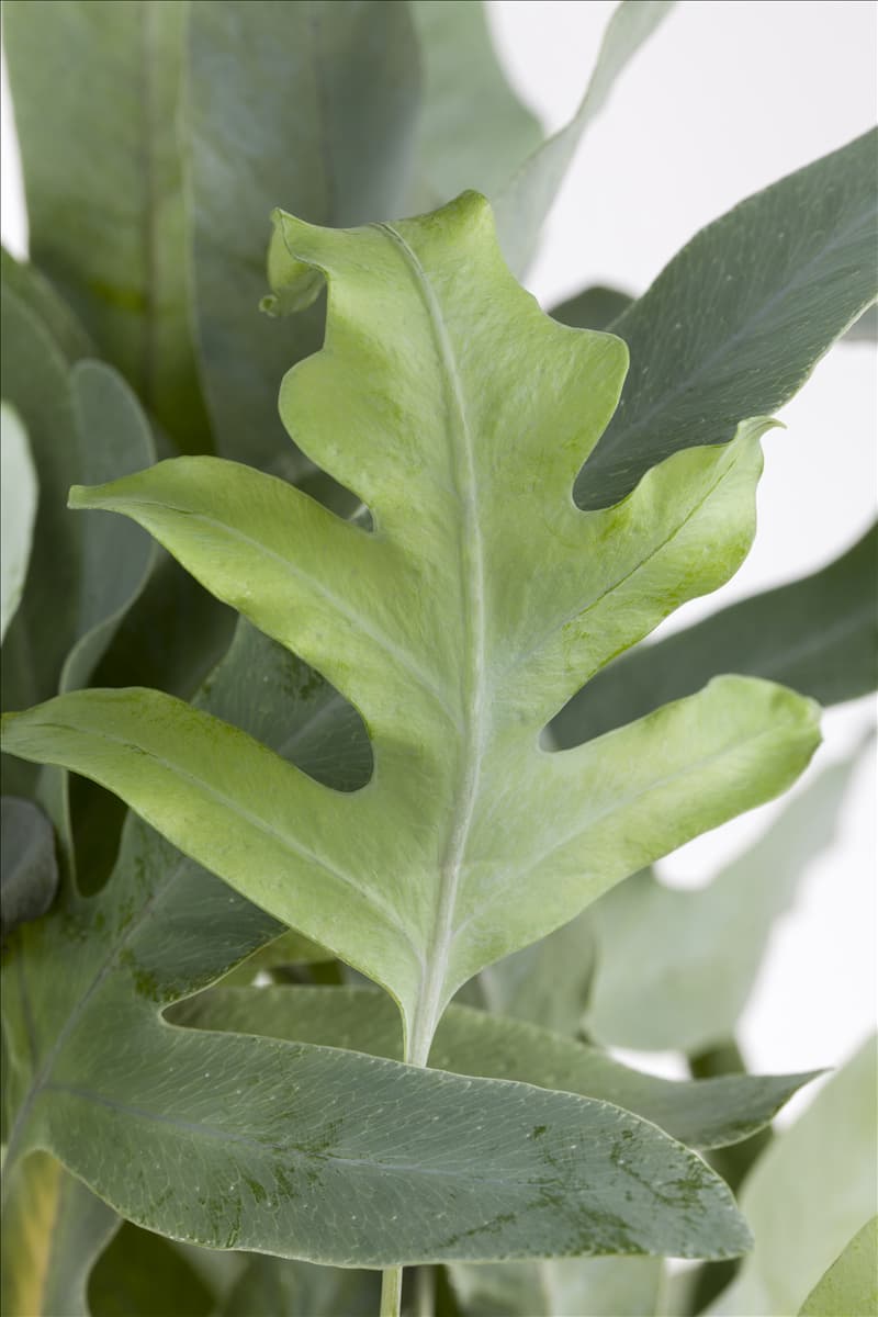 Phlebodium aureum 'Blue Star'