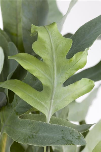 Phlebodium aureum 'Blue Star'
