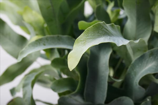 Phlebodium aureum 'Blue Star'