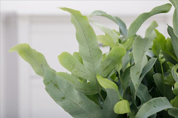Phlebodium aureum 'Blue Star'