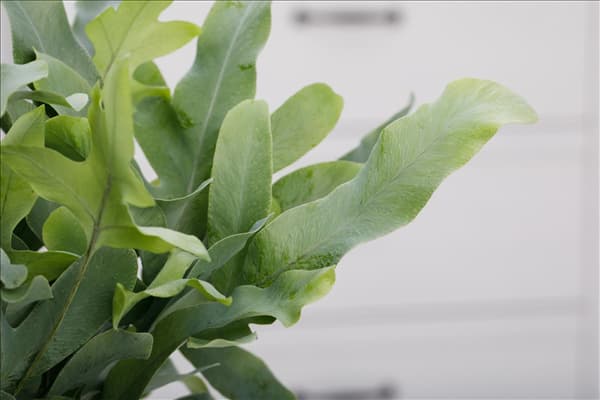 Phlebodium aureum 'Blue Star'