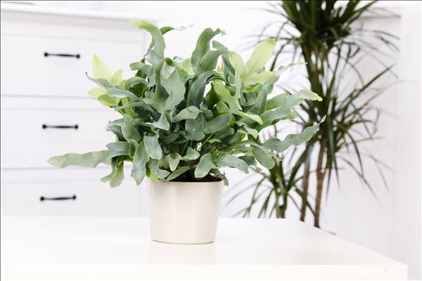 Phlebodium aureum 'Blue Star'