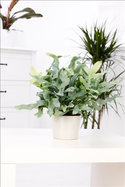 Phlebodium aureum 'Blue Star'