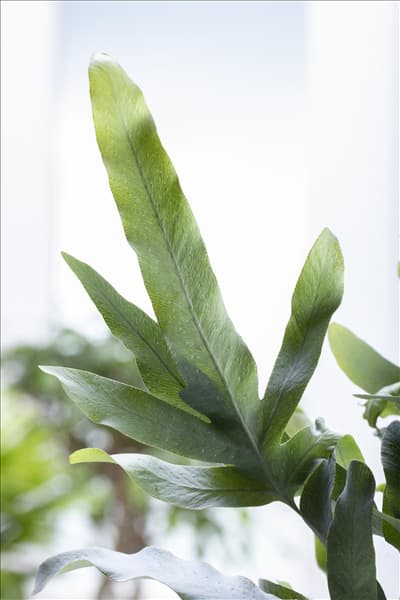 Phlebodium aureum 'Blue Star'