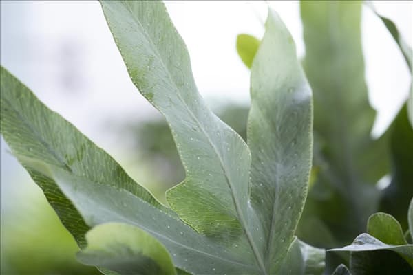 Phlebodium aureum 'Blue Star'