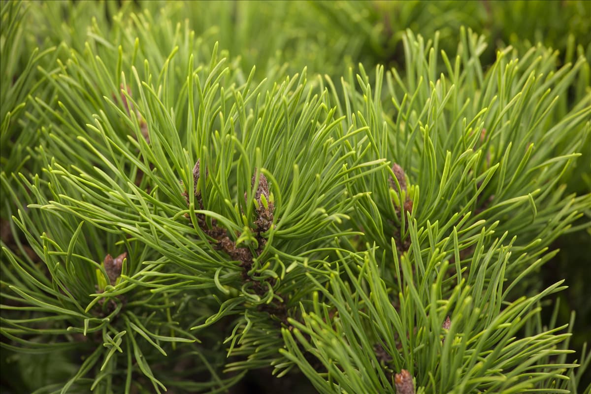 Pinus mugo 'Winter Gold'