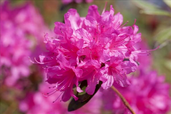Rhododendron 'Hardijzer´s Beauty'