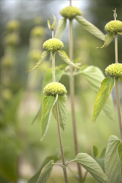 Phlomis russeliana