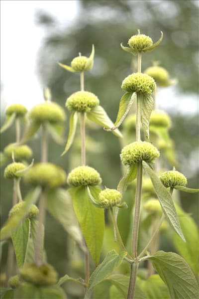 Phlomis russeliana