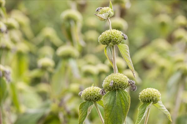 Phlomis russeliana