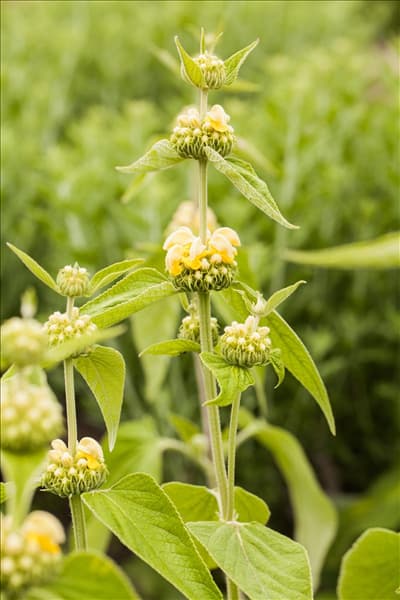 Phlomis russeliana