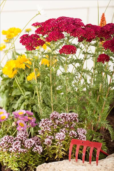 Achillea millefolium, rot