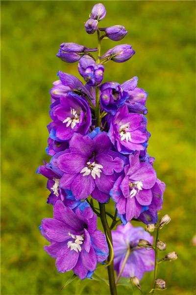 Delphinium