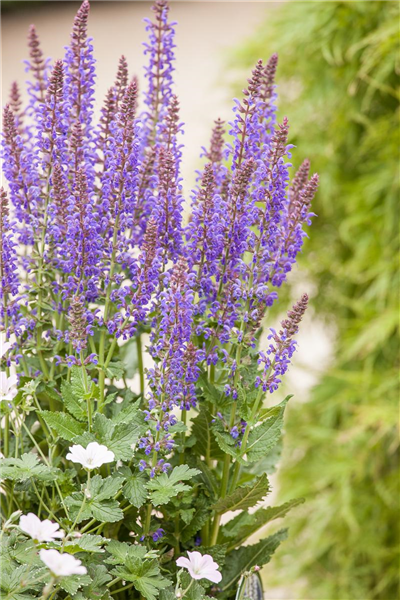 Salvia superba 'April Night'
