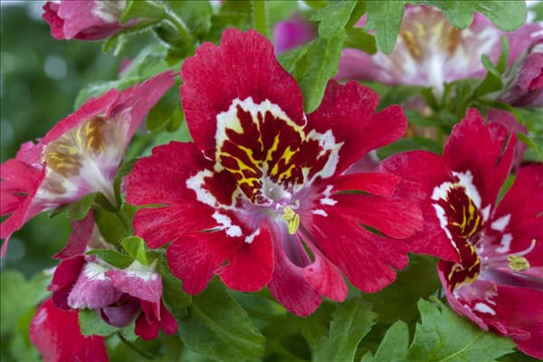 Schizanthus wisetonensis