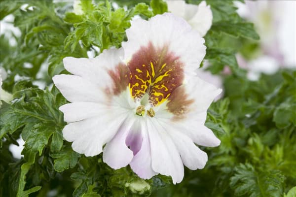 Schizanthus wisetonensis