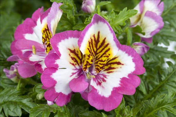 Schizanthus wisetonensis