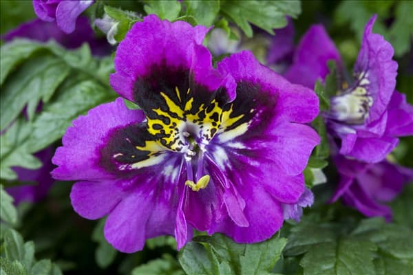 Schizanthus wisetonensis