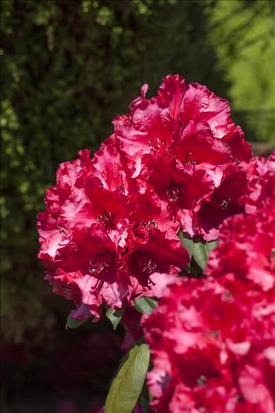 Rhododendron 'Attraktion'