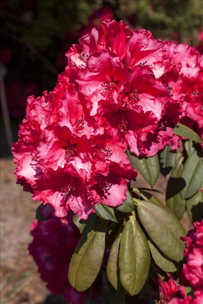 Rhododendron 'Attraktion'