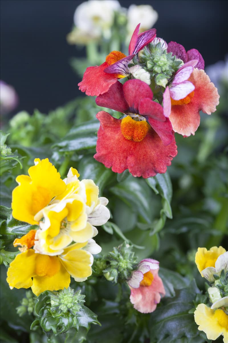 Nemesia 'SUNSATIA'™ PLUS TrioMio