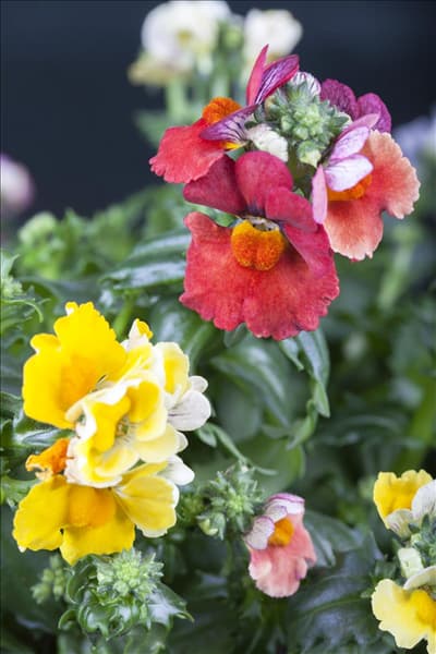 Nemesia 'SUNSATIA'™ PLUS TrioMio