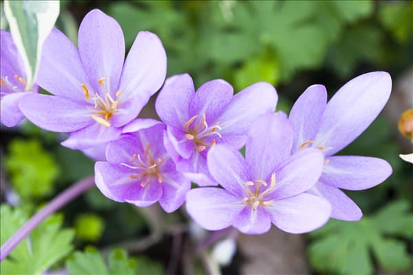 Colchicum autumnale