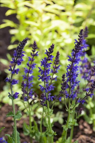 Salvia nemorosa 'Ostfriesland'