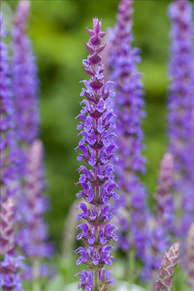 Salvia nemorosa 'Ostfriesland'