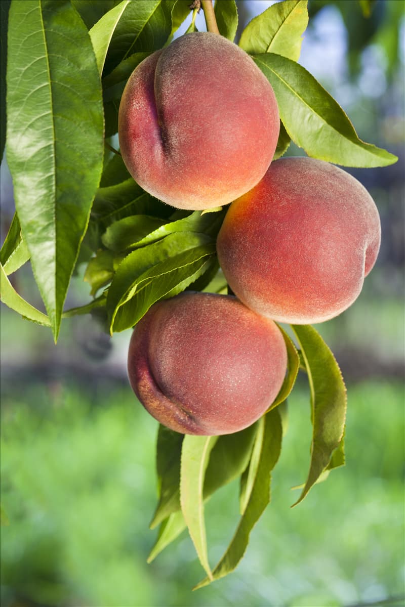 Prunus persica