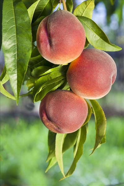 Prunus persica