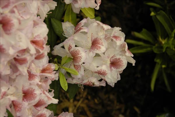 Rhododendron 'Belami'®