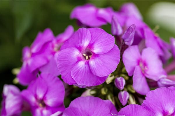 Phlox paniculata