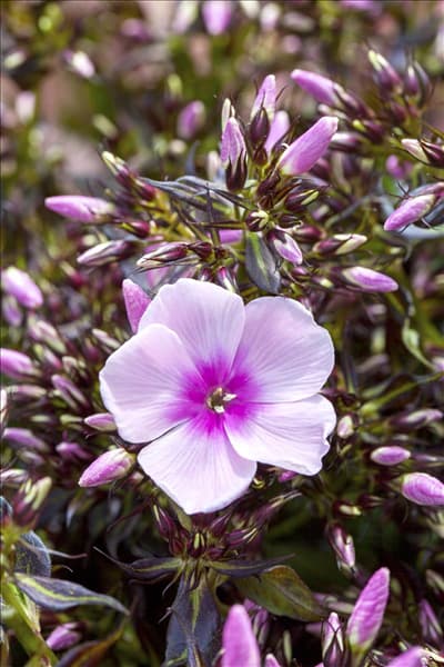 Phlox paniculata