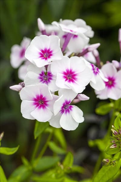 Phlox paniculata