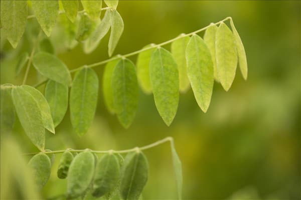 Sophora japonica 'Flaviramea'