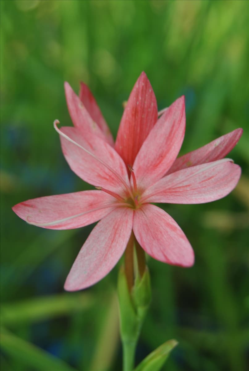 Schizostylis coccinea