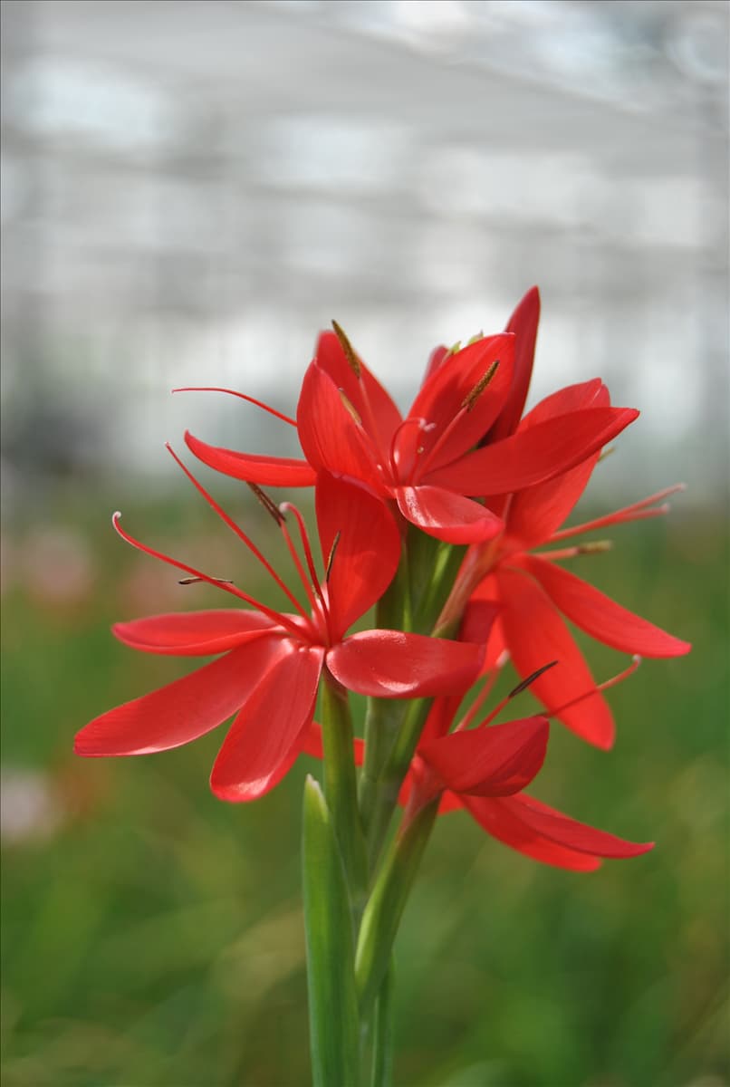 Schizostylis coccinea 'Major'