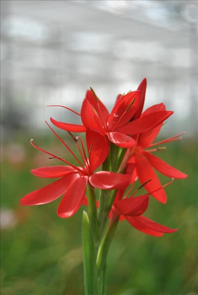 Schizostylis coccinea 'Major'