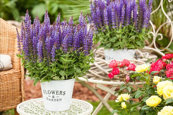 Salvia nemorosa 'Sensation'®