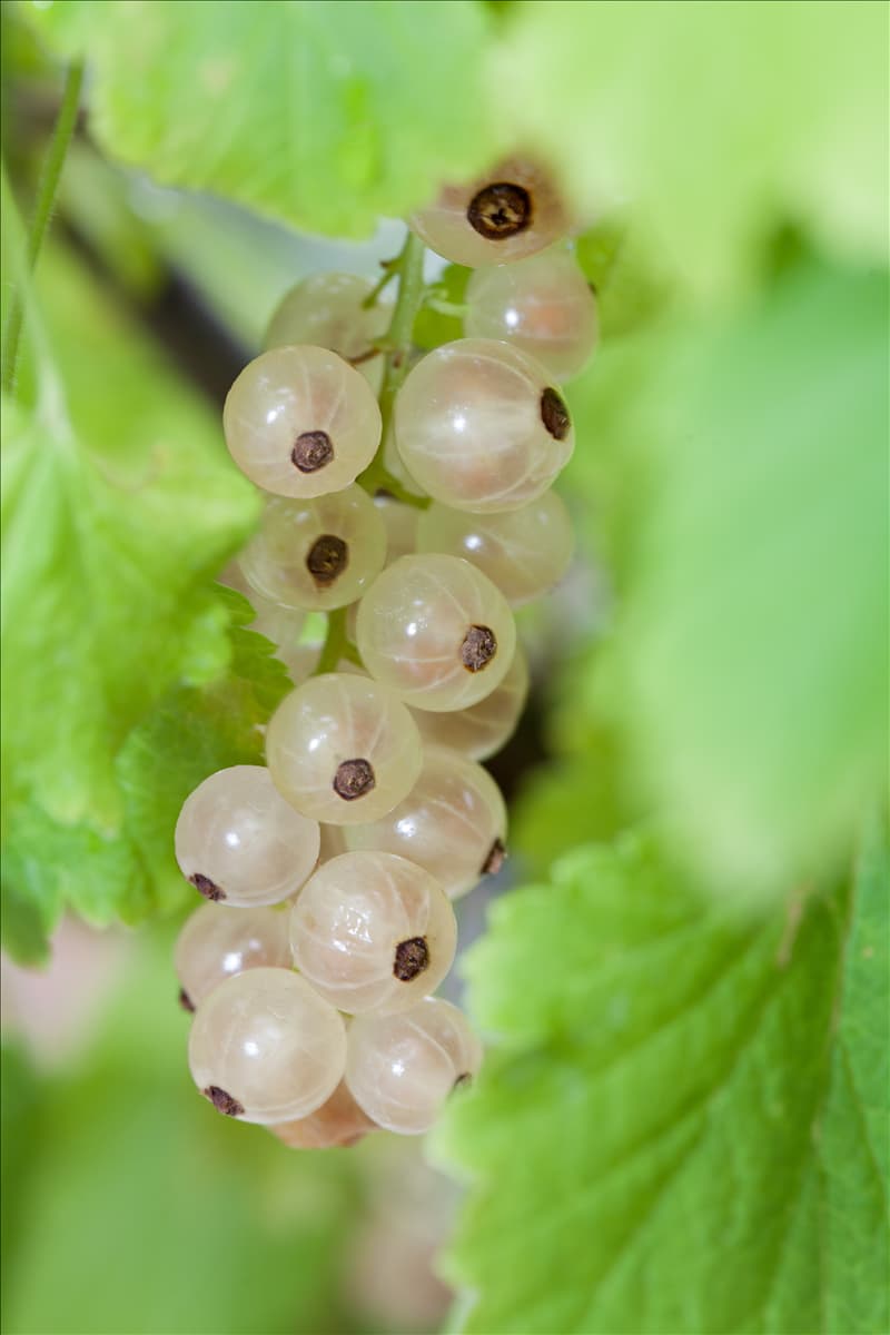 Ribes rubrum 'Weiße Versailler'